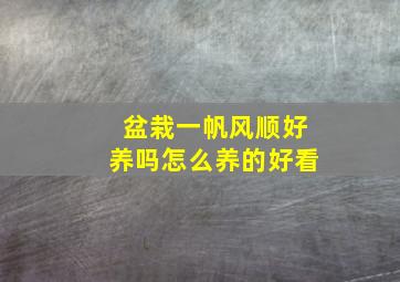 盆栽一帆风顺好养吗怎么养的好看