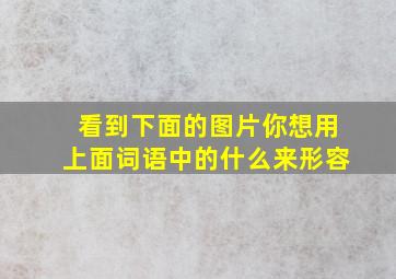 看到下面的图片你想用上面词语中的什么来形容