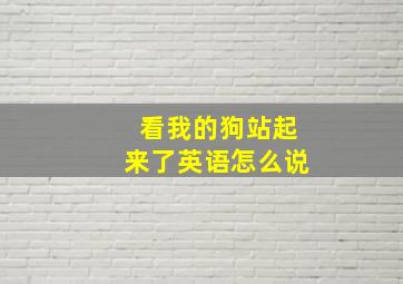 看我的狗站起来了英语怎么说