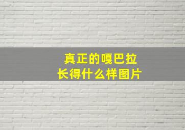 真正的嘎巴拉长得什么样图片