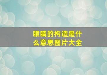 眼睛的构造是什么意思图片大全