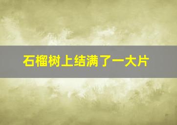 石榴树上结满了一大片