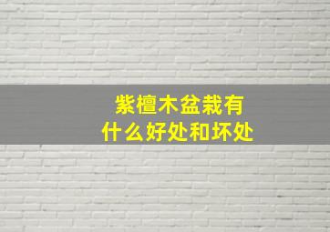 紫檀木盆栽有什么好处和坏处