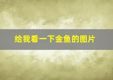 给我看一下金鱼的图片