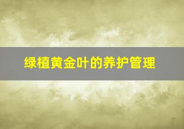 绿植黄金叶的养护管理