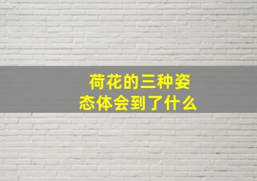 荷花的三种姿态体会到了什么