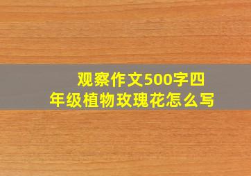 观察作文500字四年级植物玫瑰花怎么写