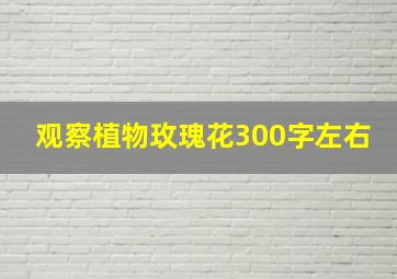 观察植物玫瑰花300字左右