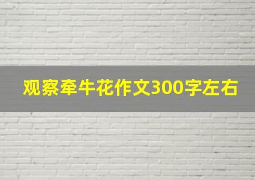 观察牵牛花作文300字左右