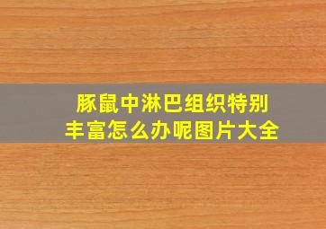 豚鼠中淋巴组织特别丰富怎么办呢图片大全