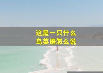 这是一只什么鸟英语怎么说