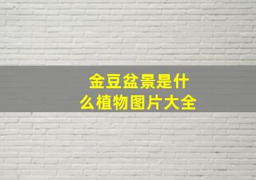 金豆盆景是什么植物图片大全