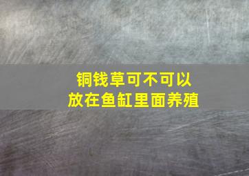 铜钱草可不可以放在鱼缸里面养殖