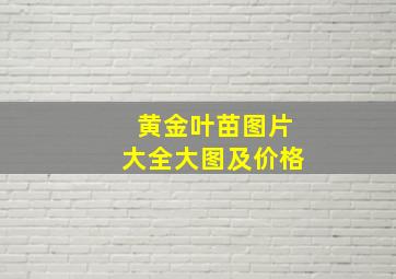 黄金叶苗图片大全大图及价格