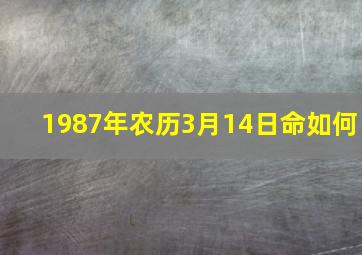 1987年农历3月14日命如何