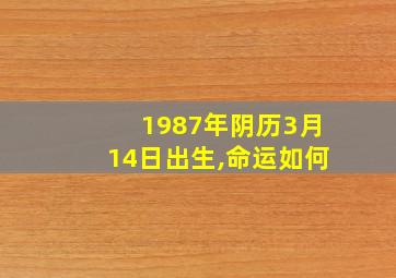 1987年阴历3月14日出生,命运如何