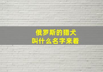 俄罗斯的猎犬叫什么名字来着