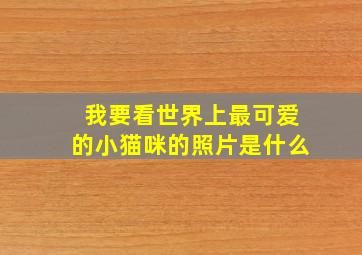 我要看世界上最可爱的小猫咪的照片是什么