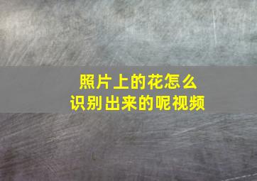 照片上的花怎么识别出来的呢视频