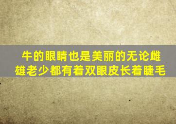 牛的眼睛也是美丽的无论雌雄老少都有着双眼皮长着睫毛